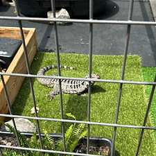Tegu-Deck-Enclosure-Built-Over-Septic-Tank-Caused-Emergency-Backup-in-Braselton-GA 2